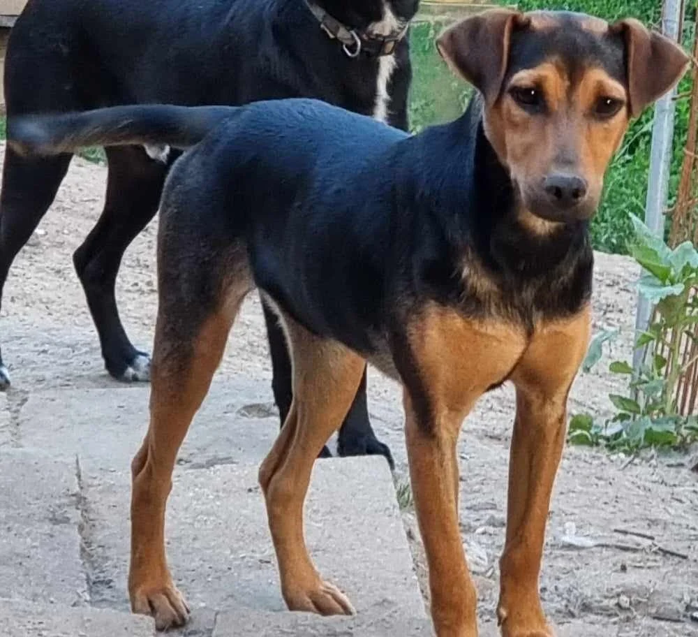 Nala