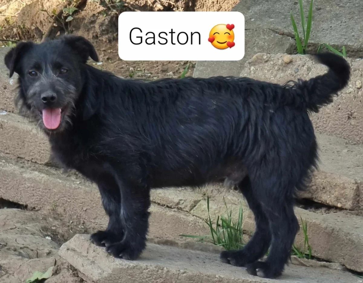Gaston