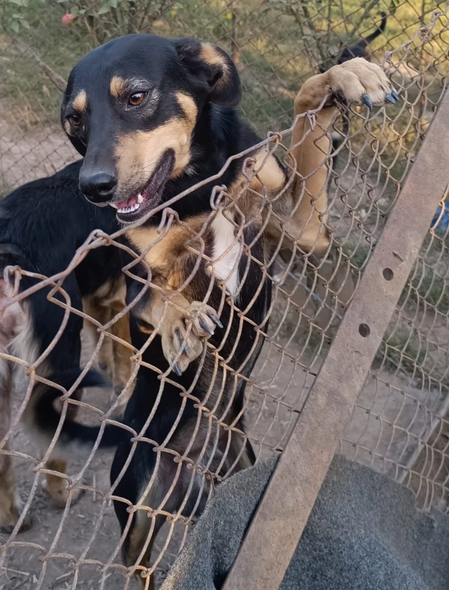 Bingó