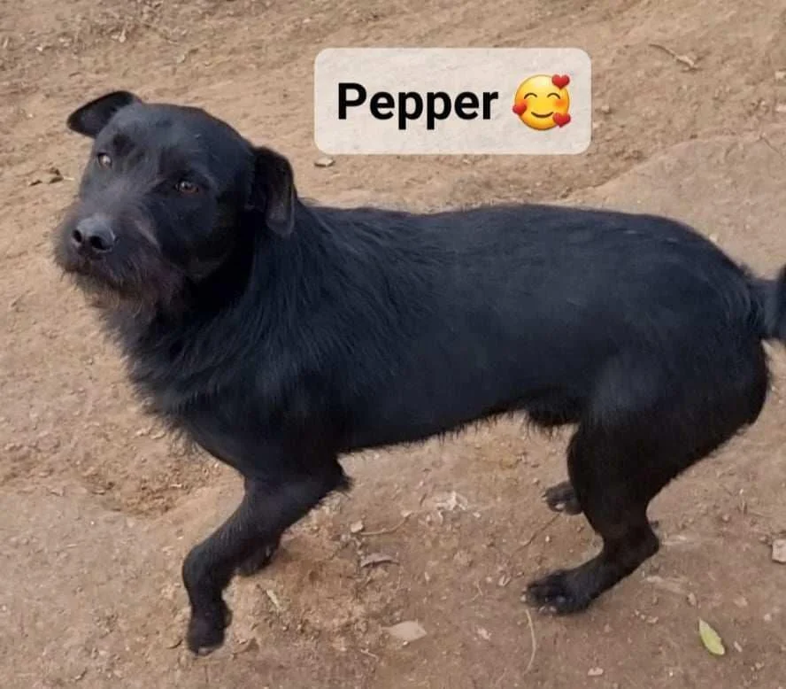 Pepper