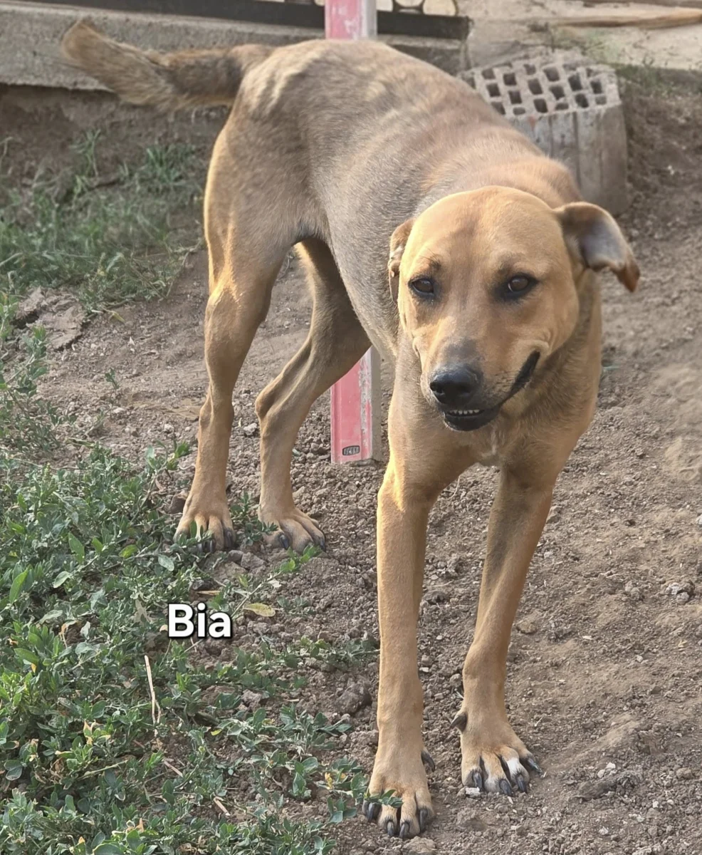 Bia