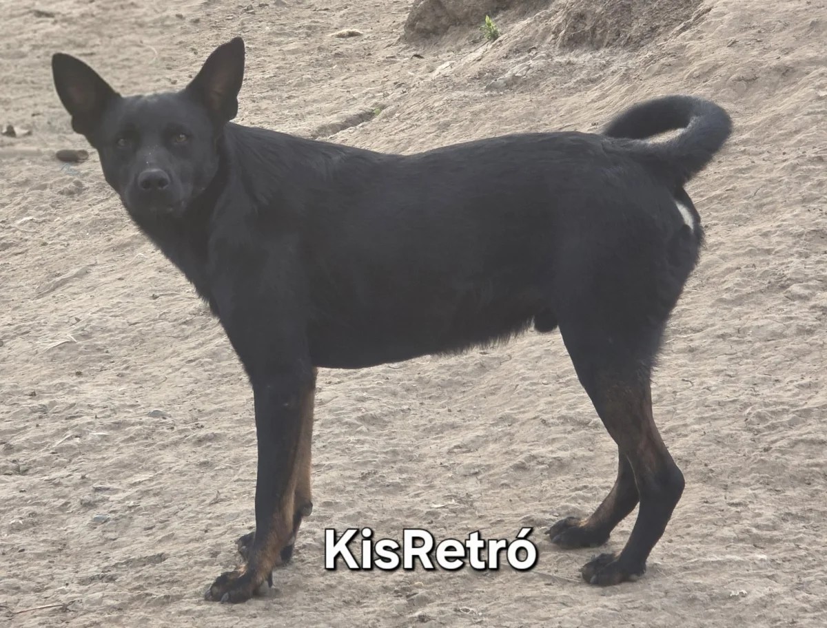 KisRetró