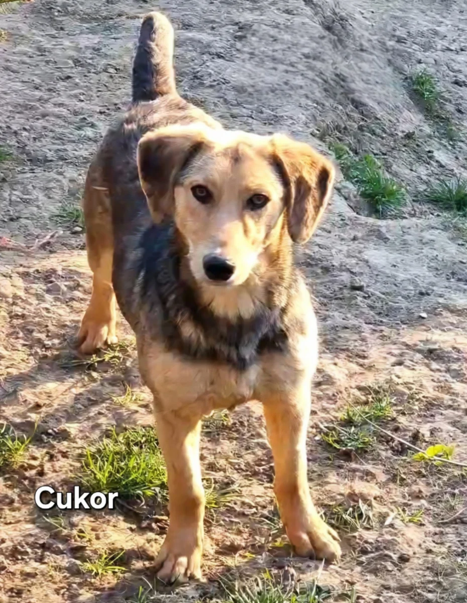 Cukor