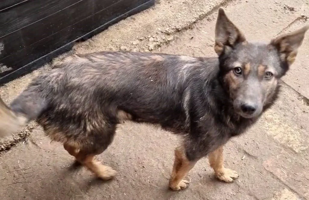Luca