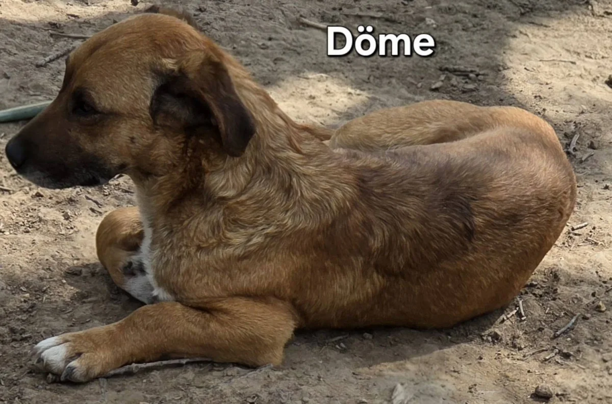 Döme