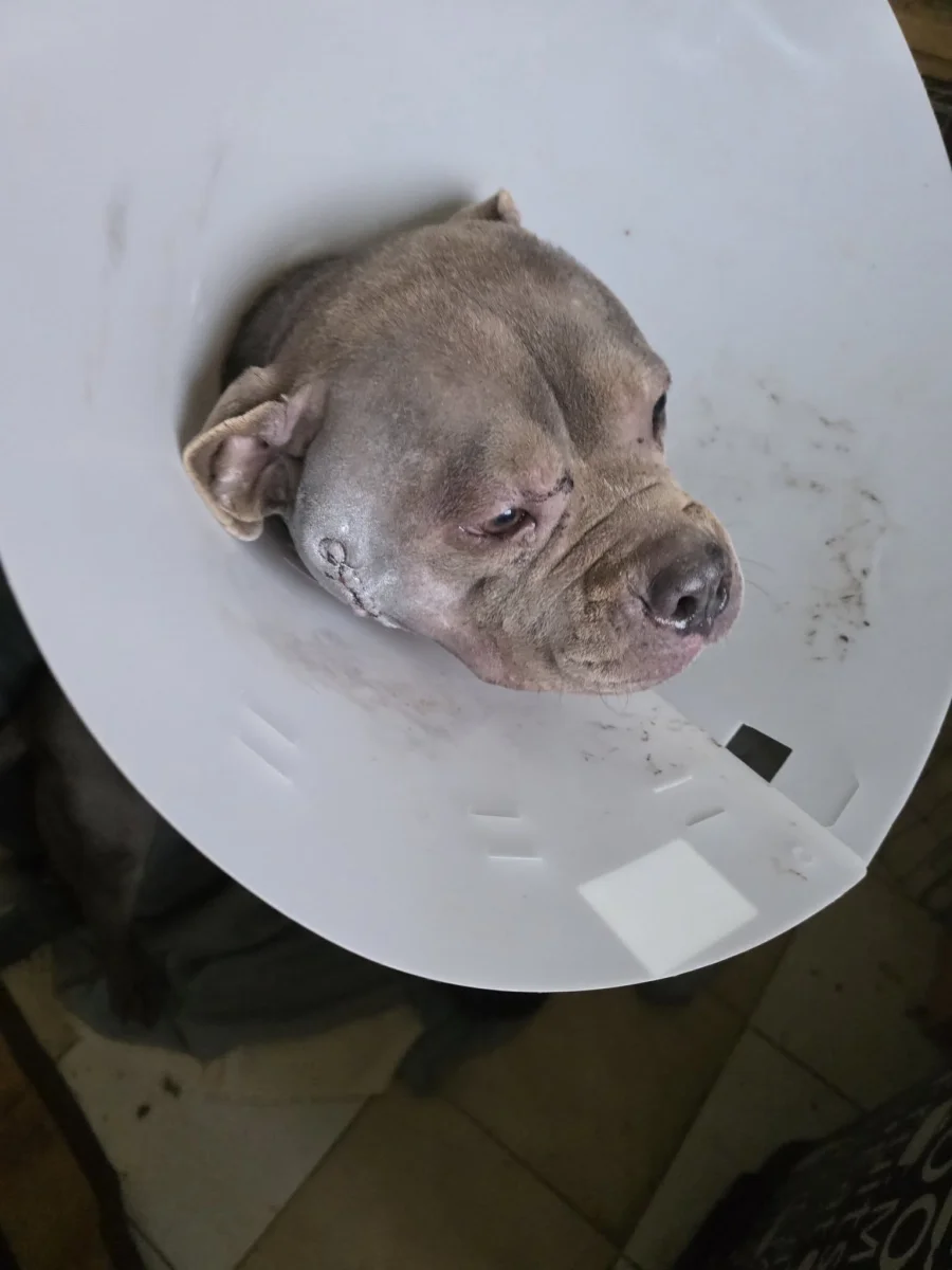 🐶 Toci hírek 🐶