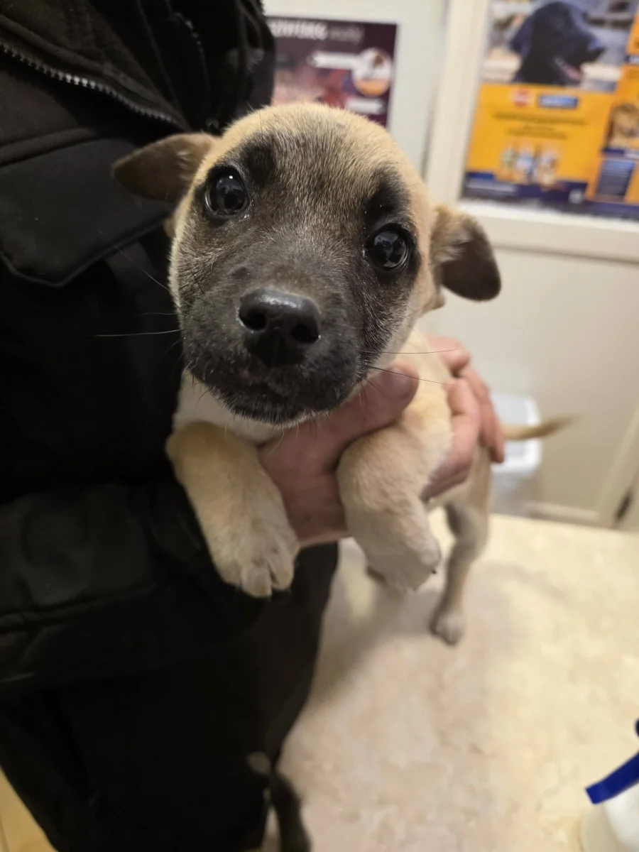 És akkor következzen a két pici története… 🐶🐶