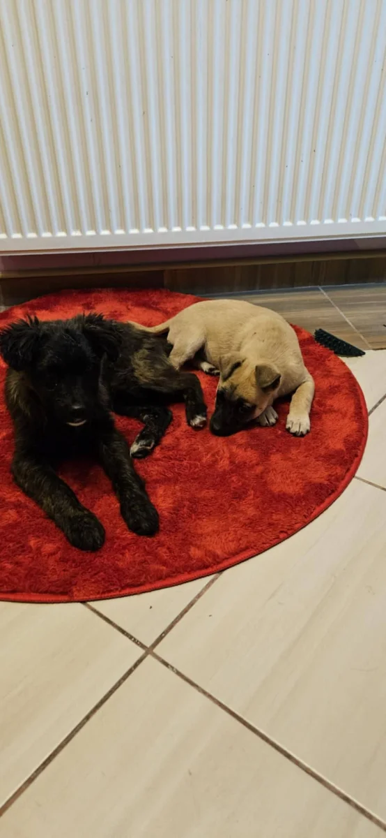 Hírek a két piciről 🐾💔➡️❤️