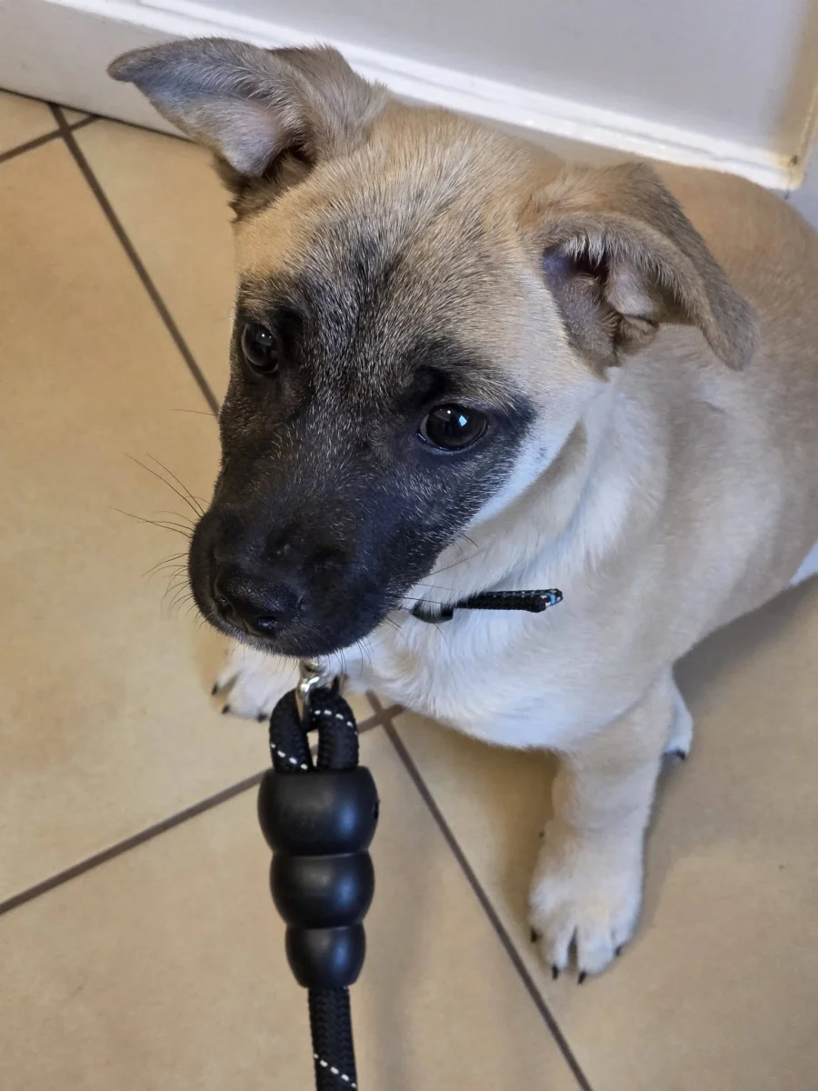 Miután egy újabb élet megmenekült 🐶, nem volt megállás…