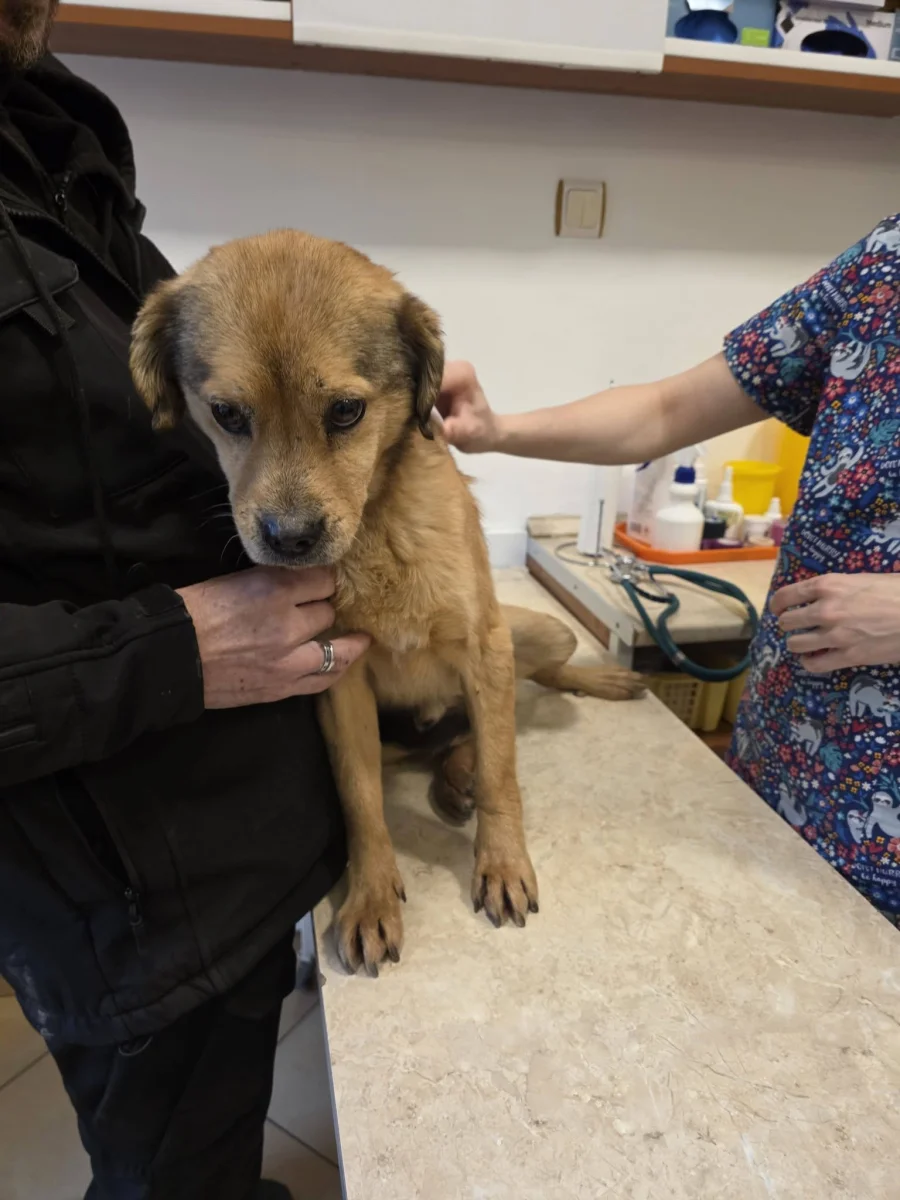 A két pici oltása után az új mentettünk vizsgálata következett… 💔🐶