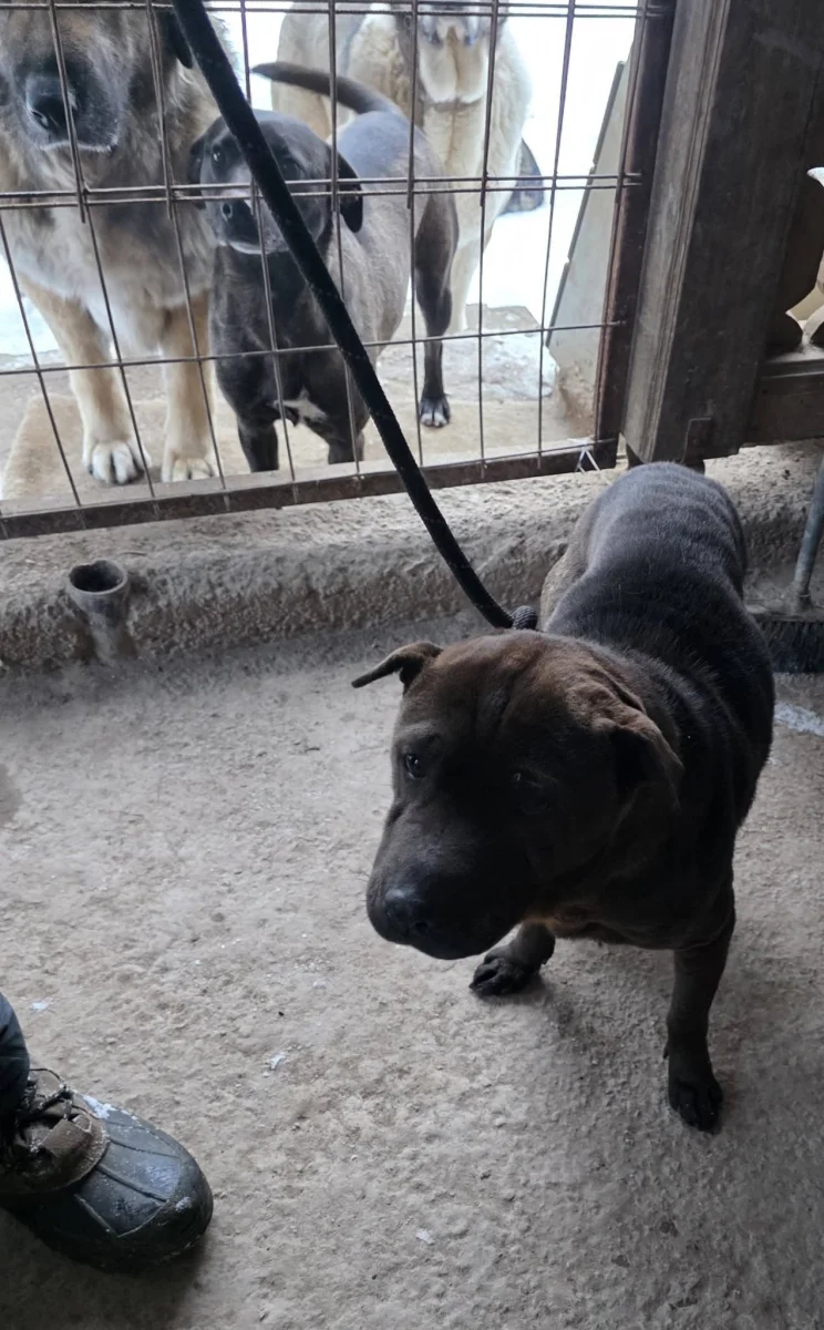 ‼️ Pár héttel ezelőtt bejelentést kaptunk egy kóbor kutyusról 🐕‍🦺