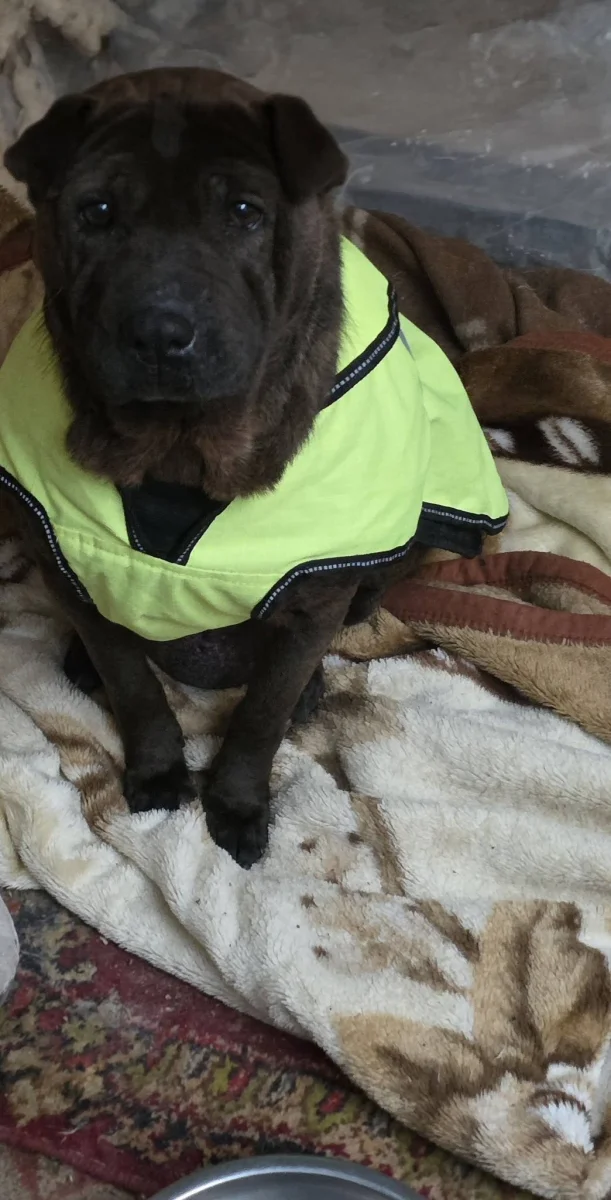LÉNA HÍREK ❤️🐶