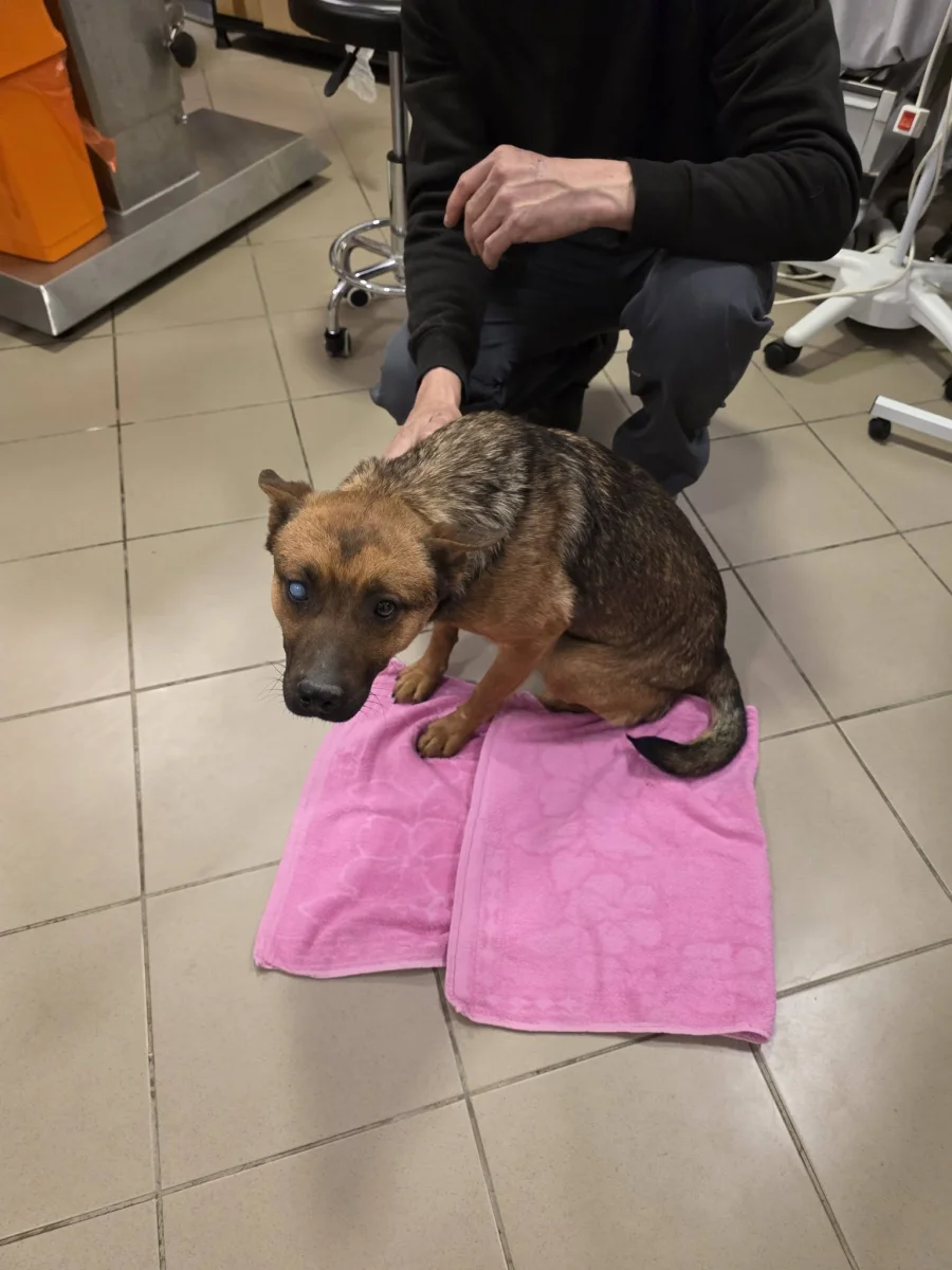 🐾🙏 ÚJABB IVARTALANÍTÁSOK – HÁLÁVAL A SEGÍTSÉGÉRT 🙏🐾