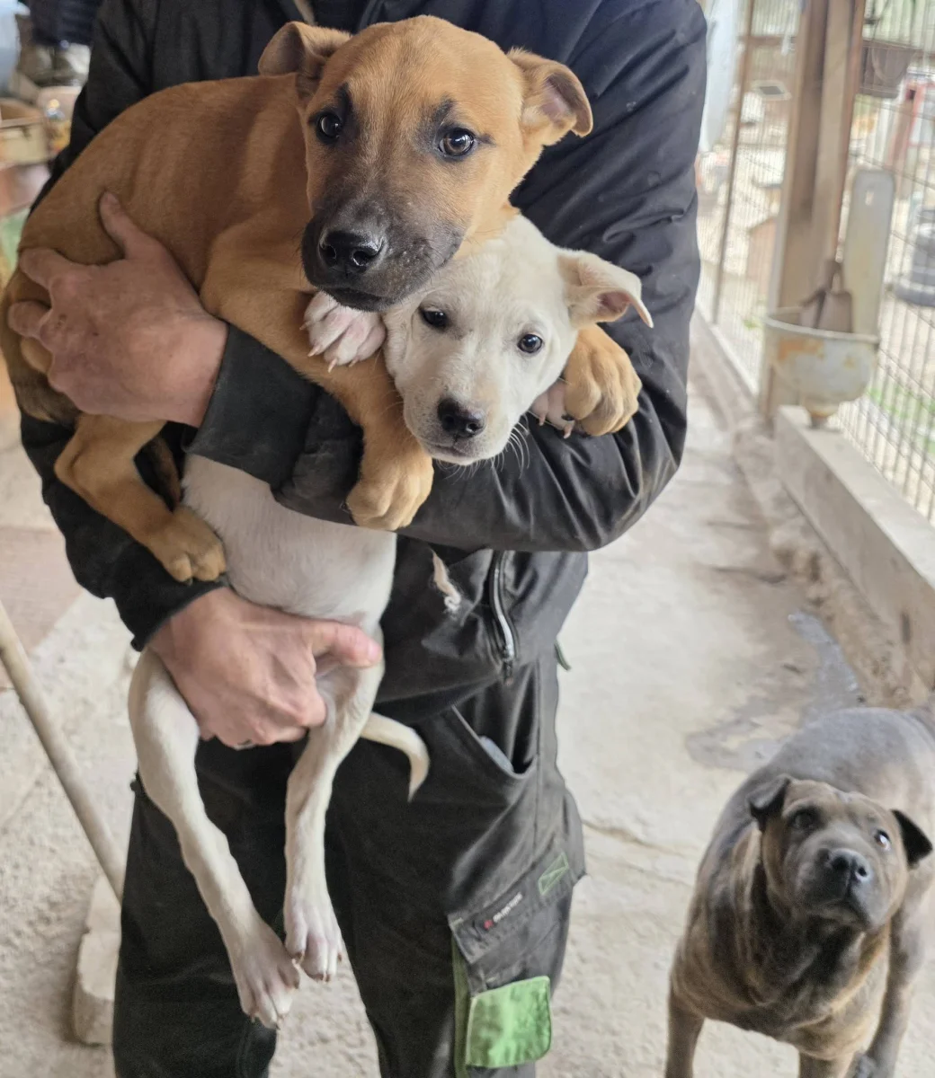 🐾🎀 NEVET KAPTAK A PICIK ÉS MEGKAPTÁK AZ ELSŐ OLTÁSUKAT 🎀🐾