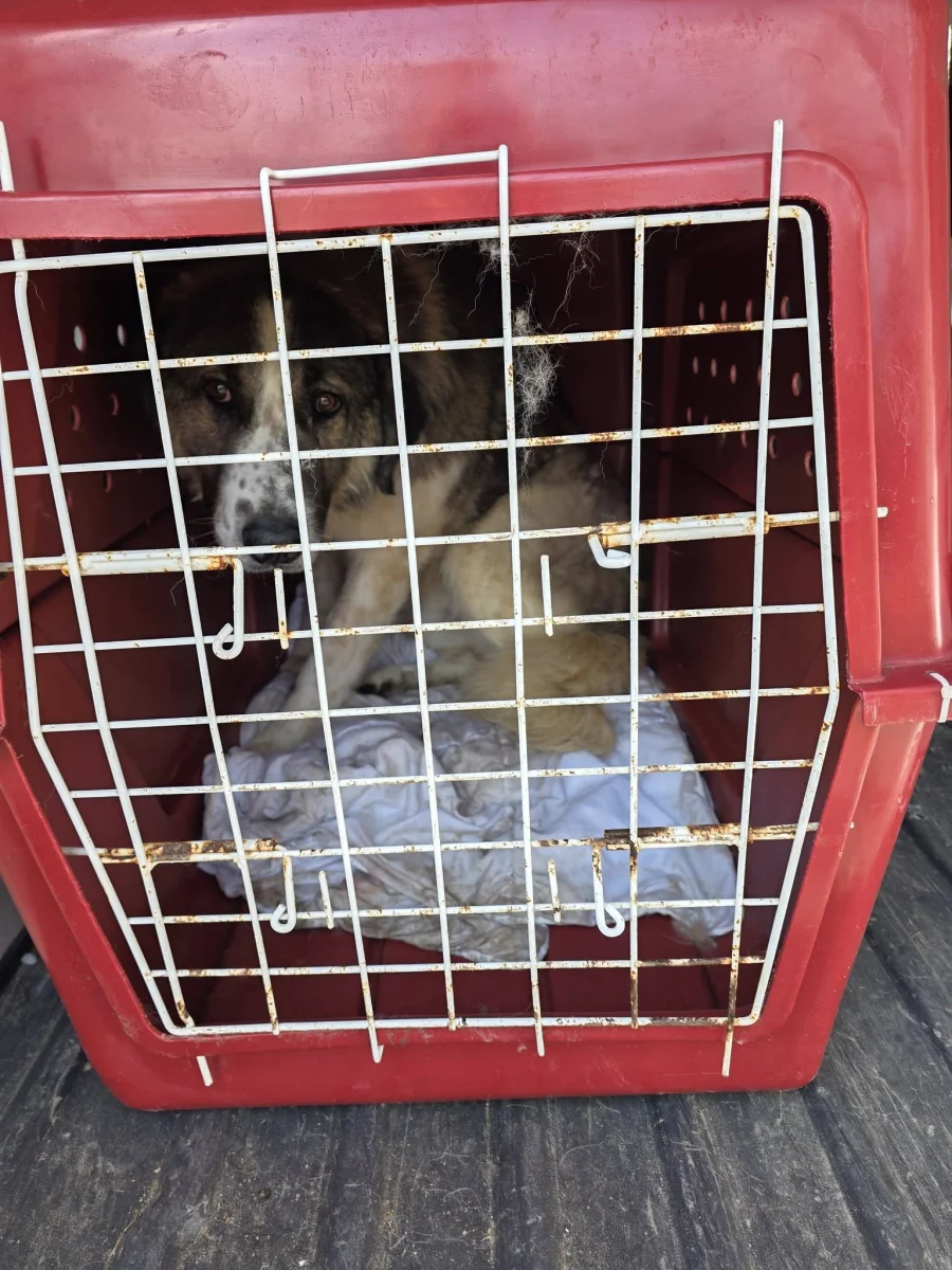 🐾💥 NAGY BEJELENTÉS – ÉS EGY ÚJ ÉLET KEZDETE 💥🐾