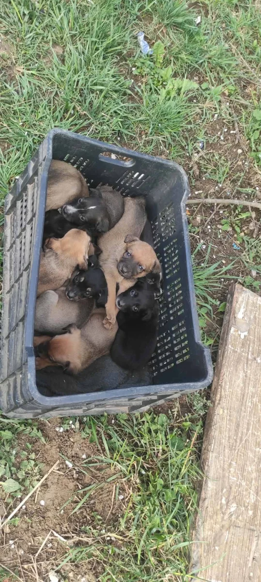 🐾🤝 AZ ÖSSZEFOGÁS ÚJRA CSODÁT TETT 🤝🐾