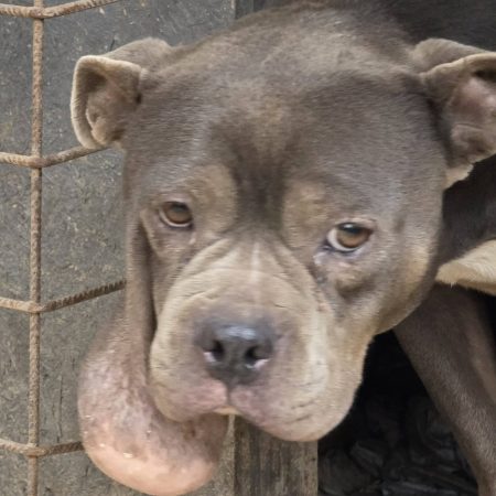 A daganatos kis bullocska 3