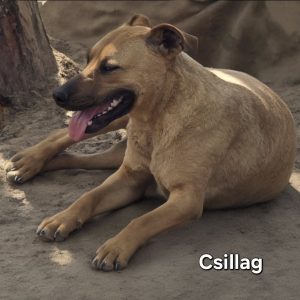 Csillag