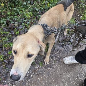 Emlékeztek még Bellára 1