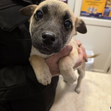 És akkor következzen a két pici története… 2