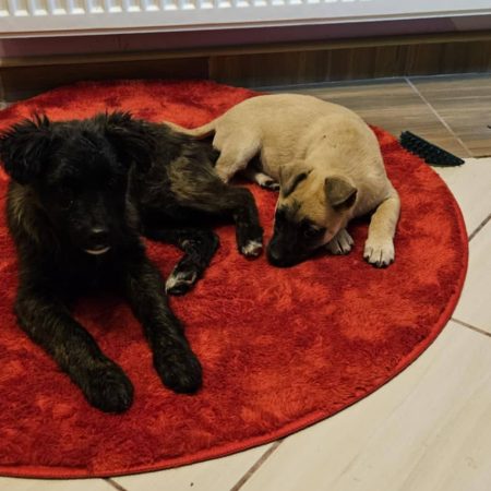 Hírek a két piciről 1