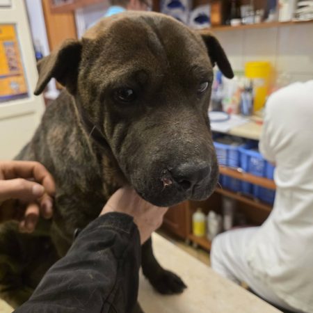 Léna túl van a műtéten 3