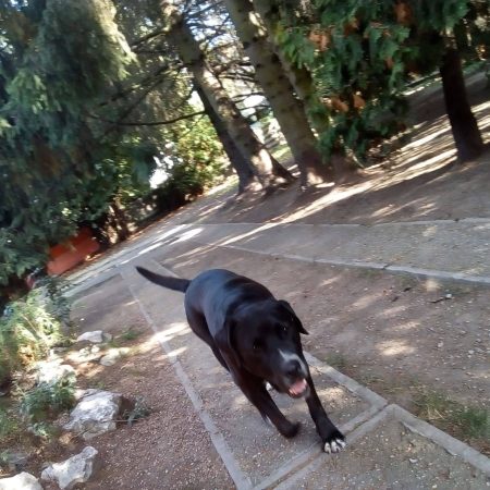 Ma délután egy igazán zaklatott telefonhívást kaptunk 1