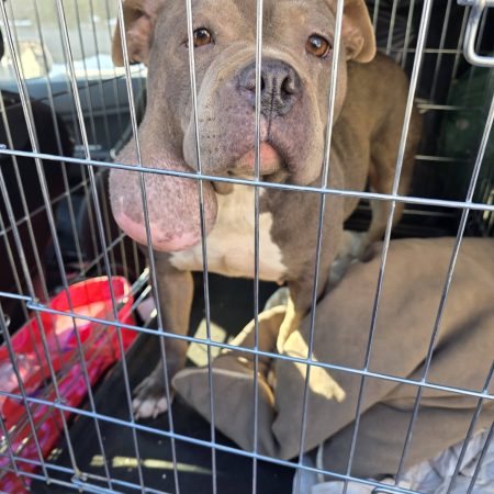 Műtétes napunk volt…