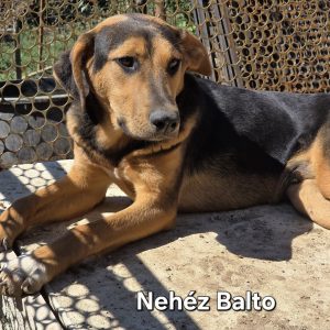 Nehéz Balto