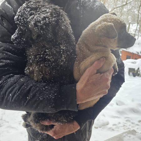 SOS ÁTVEVŐ SZERVEZETET KERESÜNK! 2