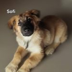 Sofi