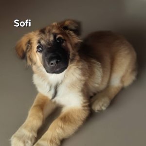 Sofi