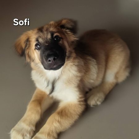 Sofi