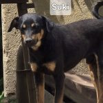 Suki