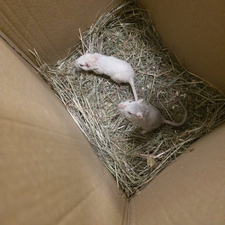 mongol futóegerek 4